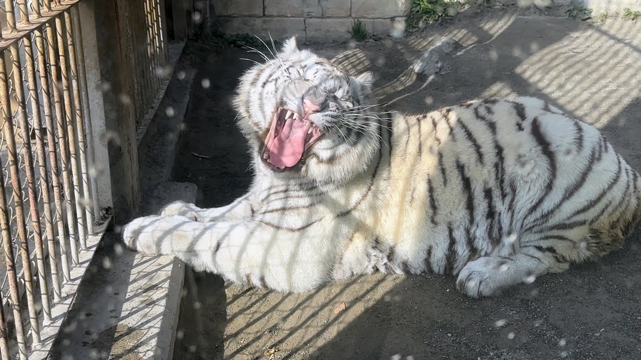気持ちのいい朝は皆んなあくびしてた😁　1月19日 東武動物公園　ホワイトタイガー
