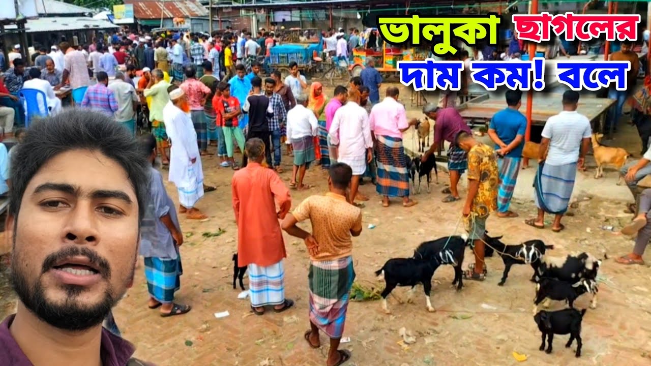 আজকে ভালুকা ছাগলের হাটে ক্রেতা নাই | দেশি ছাগলের বাজার কেমন যাচ্ছে দেখুন | goat market price