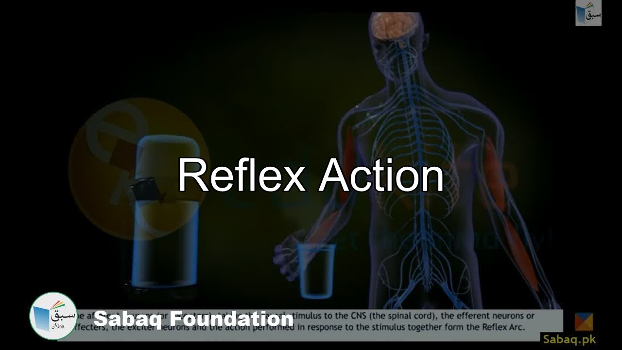 Reflex Action, Biology Lecture | Sabaq.pk