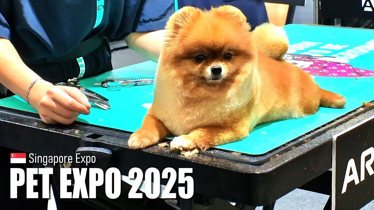 Many Cute Doggos at Pet Expo 2025 - Singapore Expo 🇸🇬 - Virtual Walking Tour [4K]