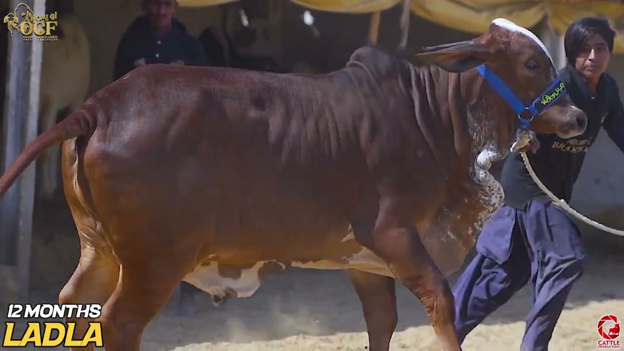 LADLA of OCF - Brahman Bachra for season 2026 2027 Eid
