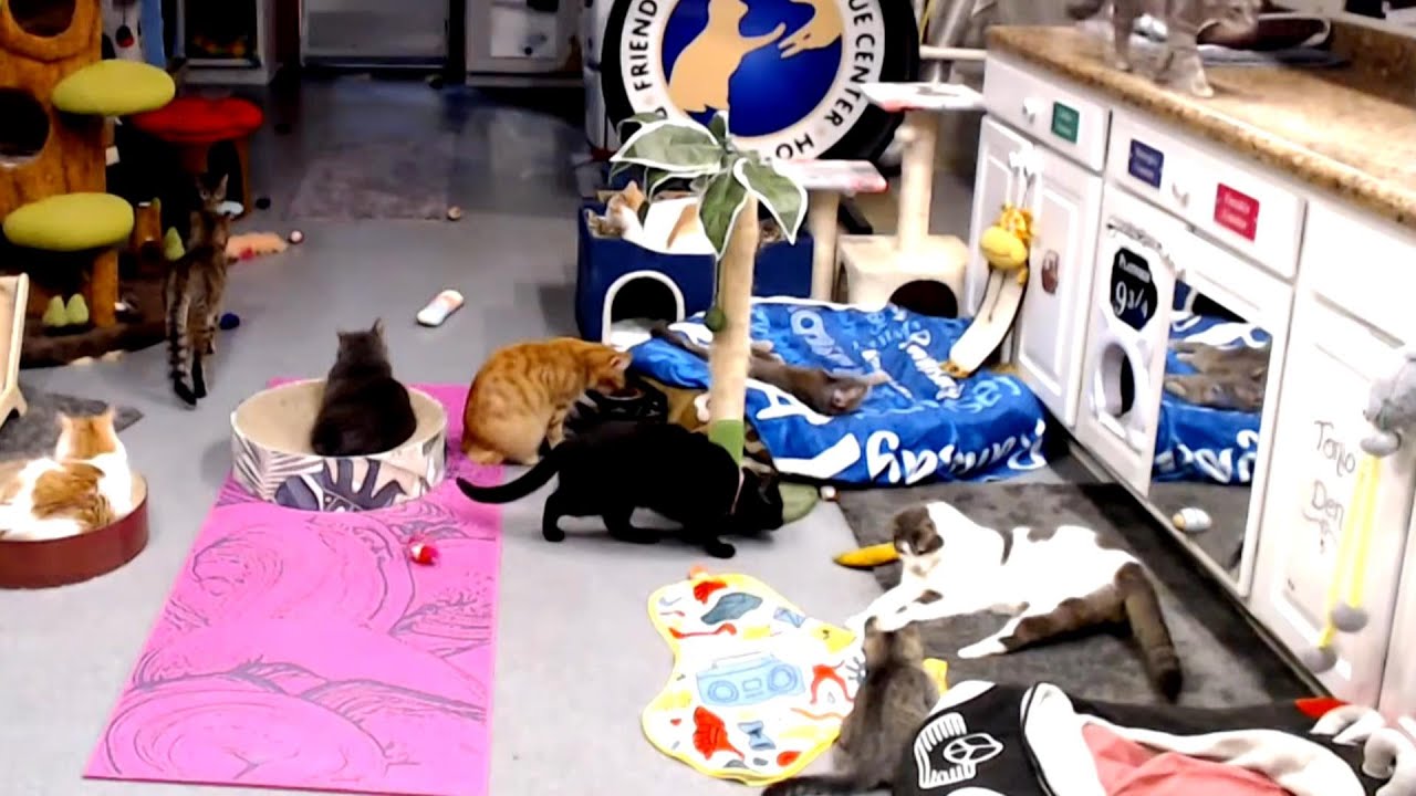 Derecho a Banana & Mat Toy 01-24-2026 by StripeyD Friends of Felines Rescue Center (FFRC)