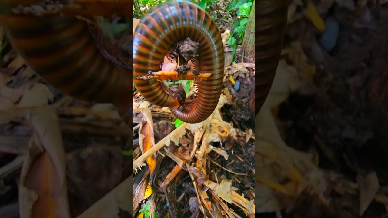 Beautiful millipede moving down scary  #insect #insects#shorts #millipede