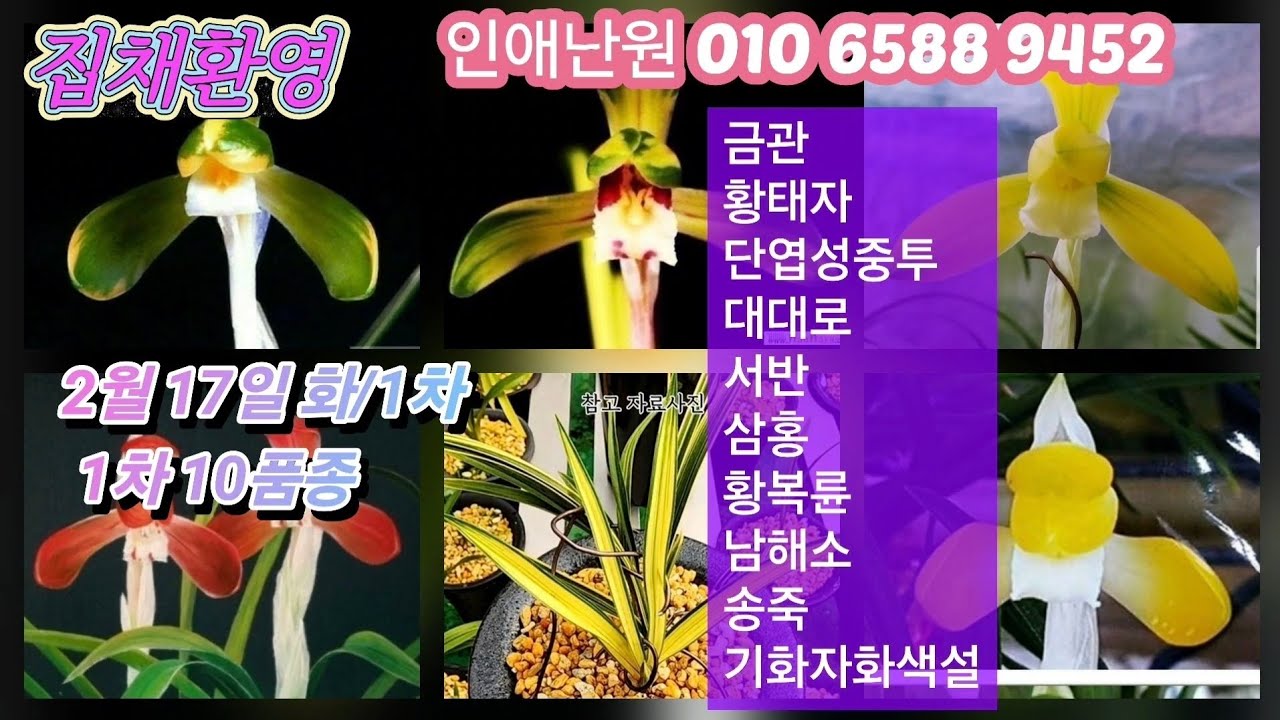 2월 17일 화/1차 금관 황태자 단엽성중투 대대로 서반 삼홍 황복륜 남해소 송죽 기화자화색설 10품종 판매합니다