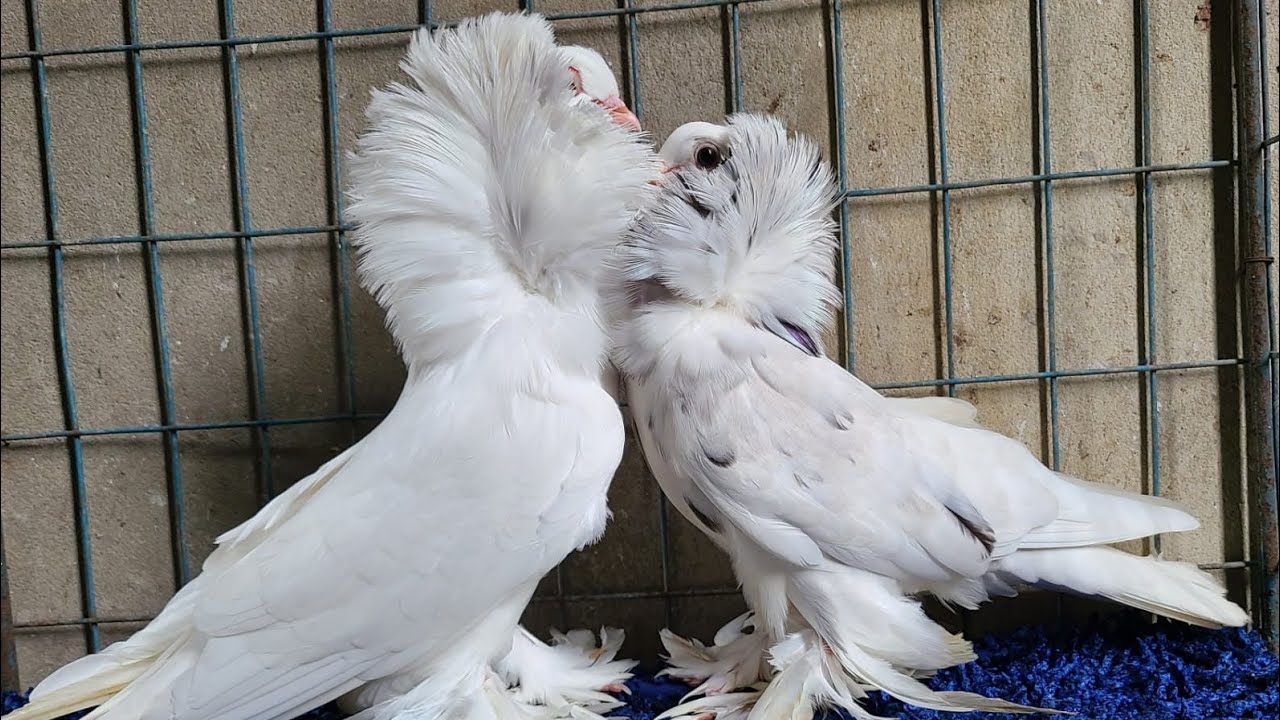 all tips fancy pigeon for sale all india #salepigeon #pigeon #breedingpair #fancypigeon #trending 