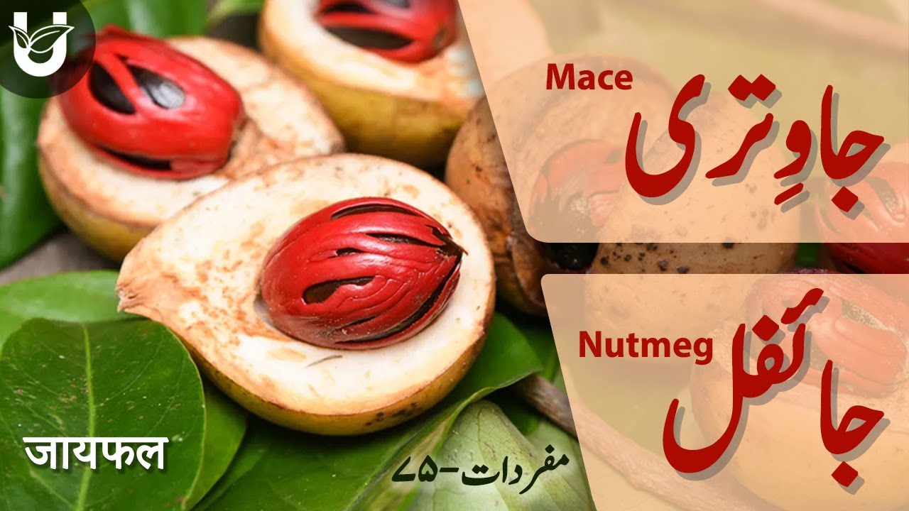 Javitri & Jaifal (Mace & Nutmeg) | جاوتری اور جوز بوا (جائفل)
