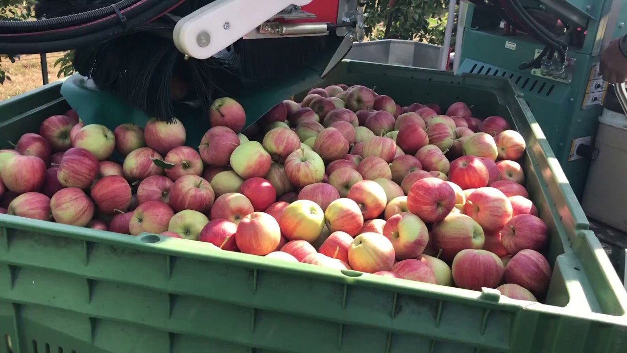 FRUMACO Tecnofruit CF 105 Levelling Bins filling and changing