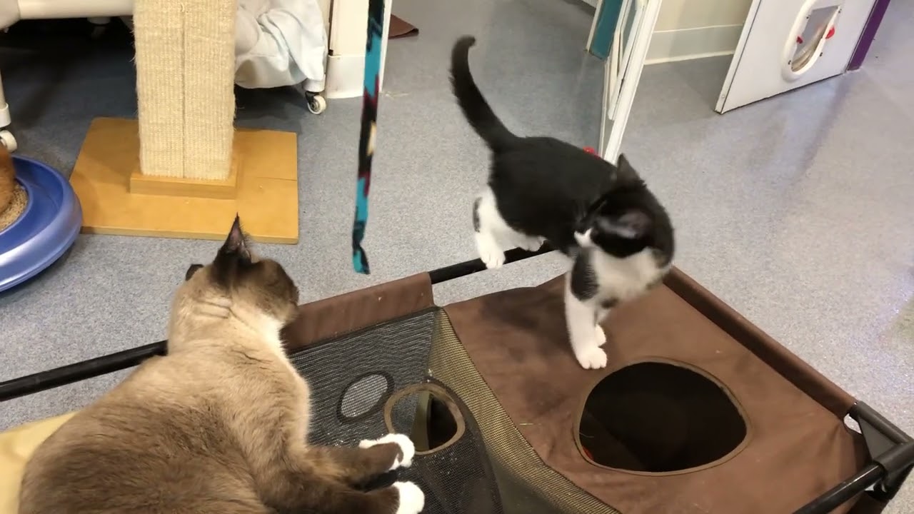 Ramsay being entertained by Lena’s babies Oct 19, 2019