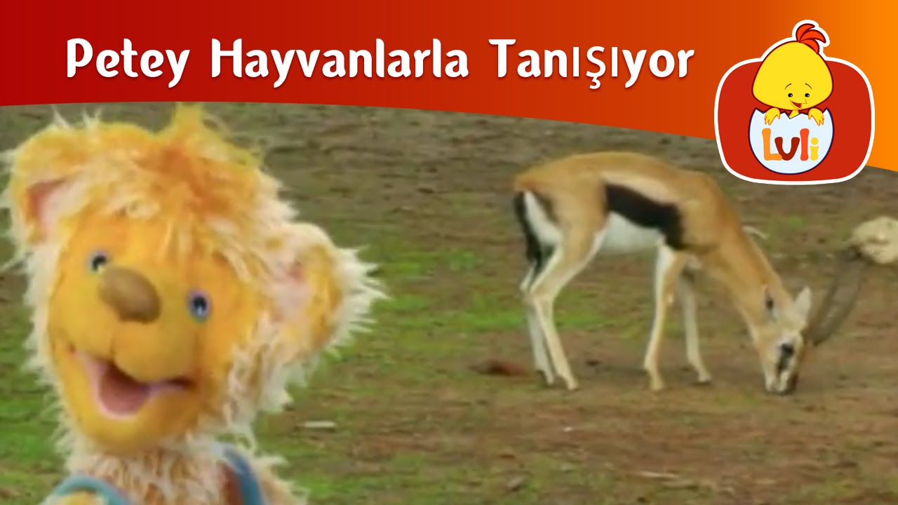 Petey Hayvanlarla Tanışıyor - Ceylan ve salyangoz, Luli TV