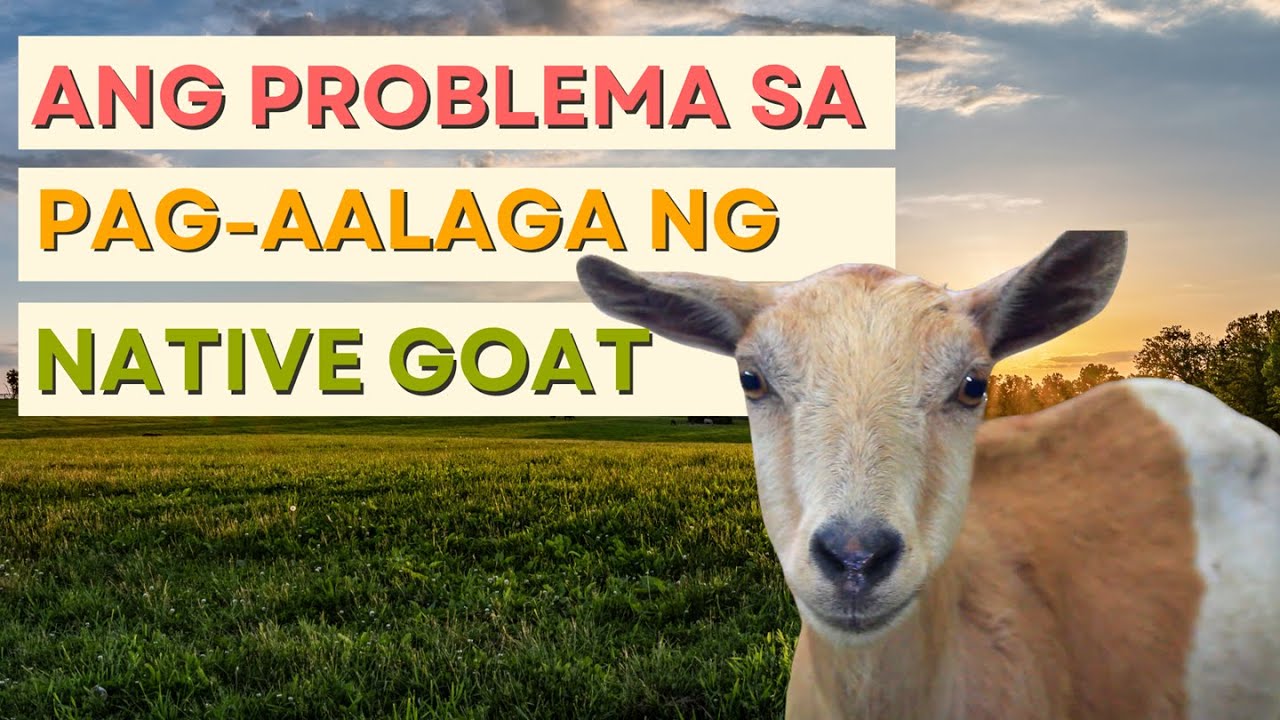 Ang PROBLEMA sa pag-aalaga ng NATIVE GOAT