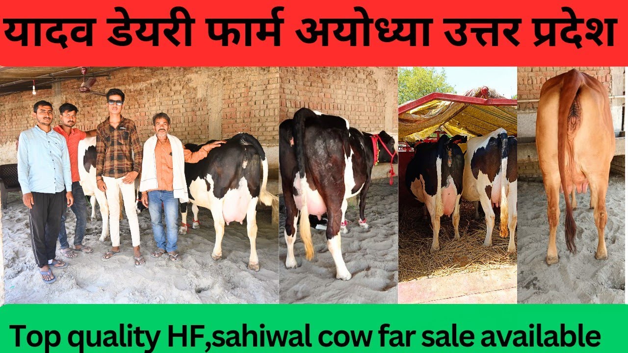 Amit Yadav Dairy Farm Ayodhya, अच्छी गाय लेने के लिए एक बार जरूर संपर्क करें