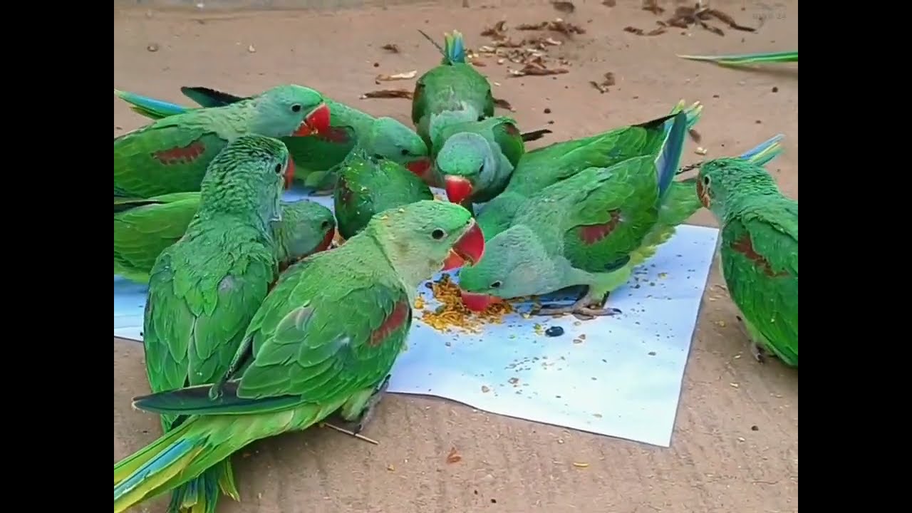 Beautifull parrots talk and ringings many parrot one place happy