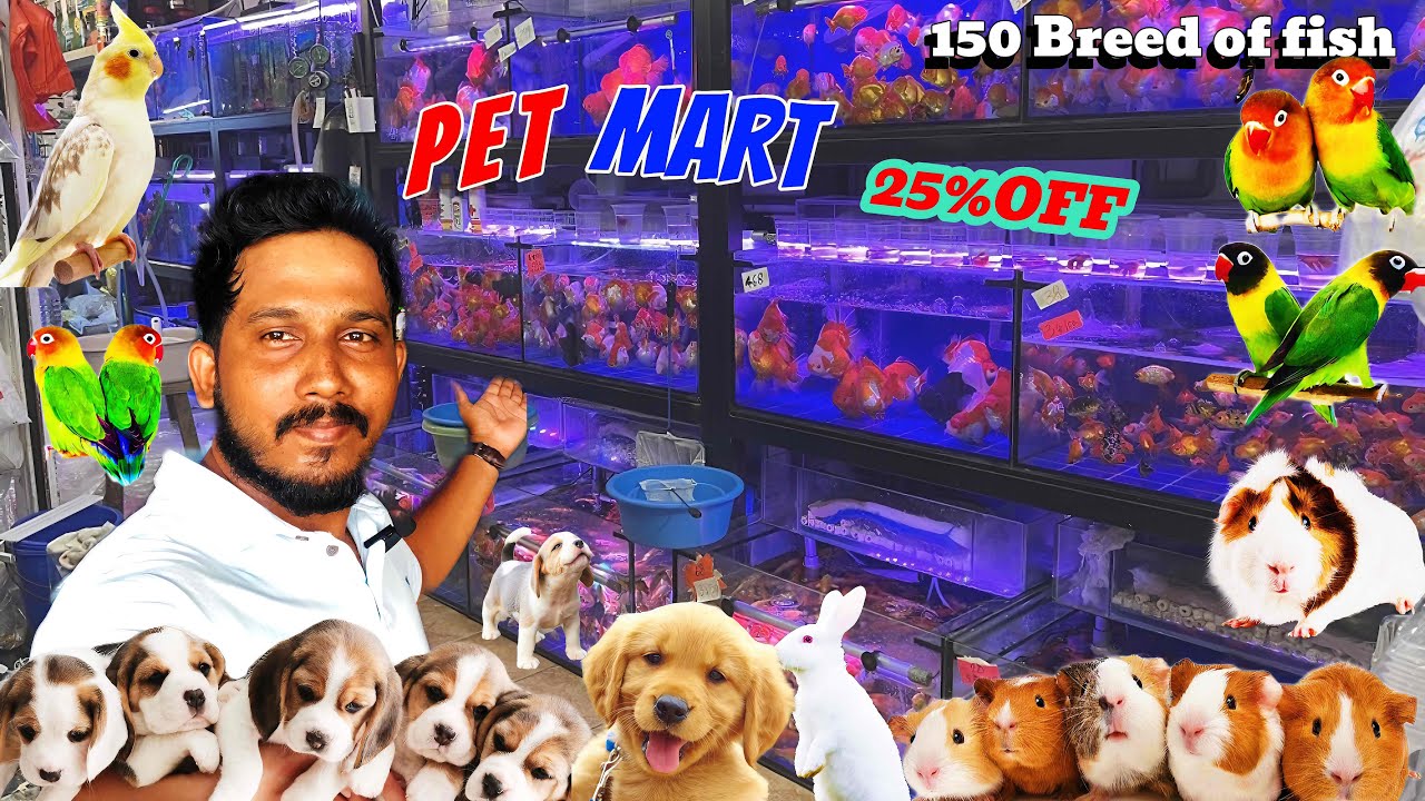 Instead *BIGEST* AQUARIUM FISH & PTE MARKET 💕මගේ විඩියො බලන ඔයාලට විෂේශ වාසියක්