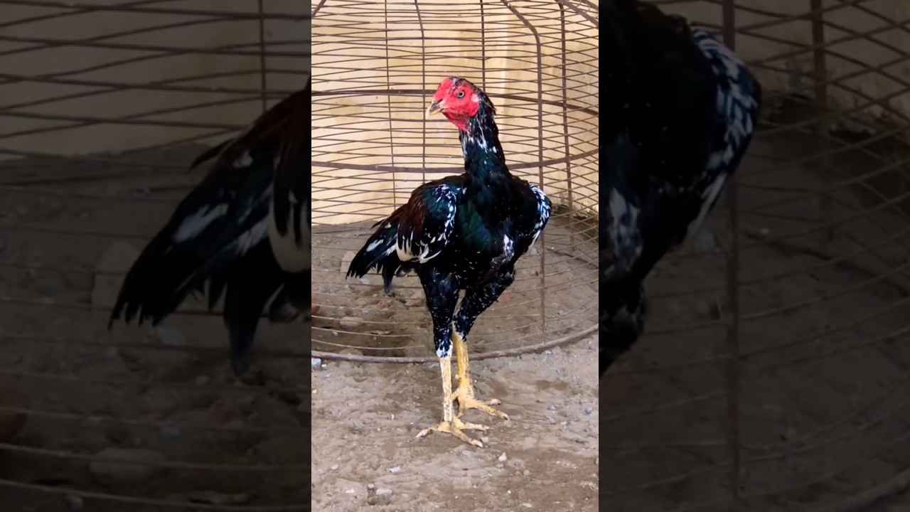 Pakistan asil chicken #aseel #pets #aseelmurga
