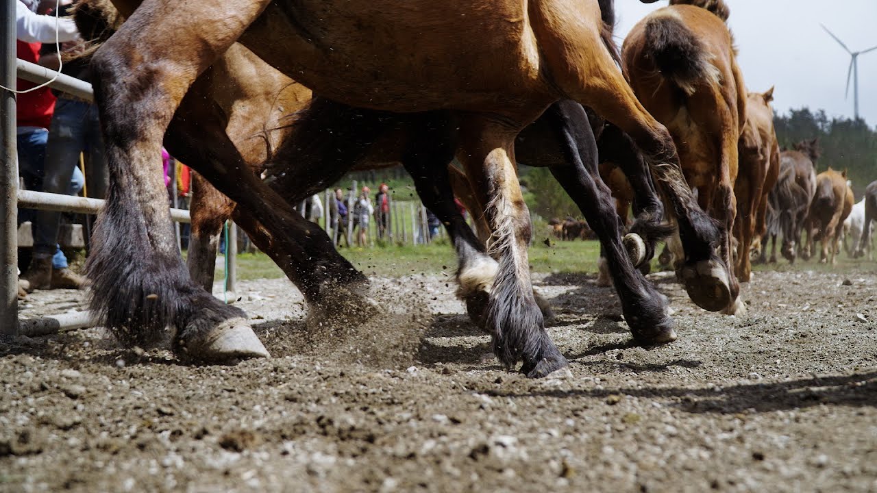 “Os cabalos son os segadores dos nosos montes, axudan a evitar os incendios”