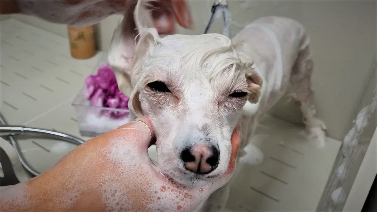 💜💜💜Dog Grooming 💜 Showering a Chinese Crested Dog 💜 Groomer