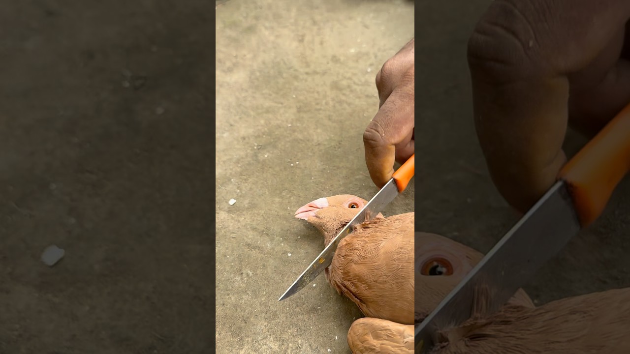 Pigeon Recovery 🕊✨ | Natural Treatment & Care Tips | Sick to Healthy #PigeonCare #AnimalLover
