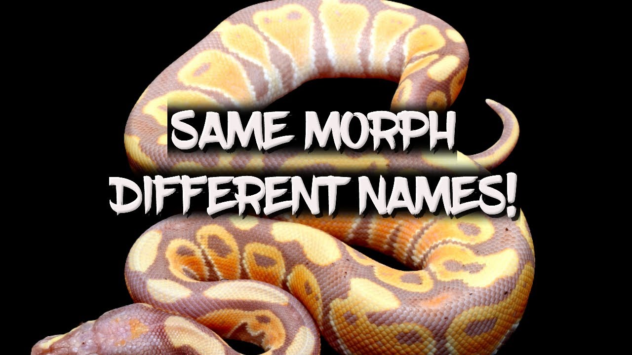 Eight Ball Python Morphs with More Than one Name!