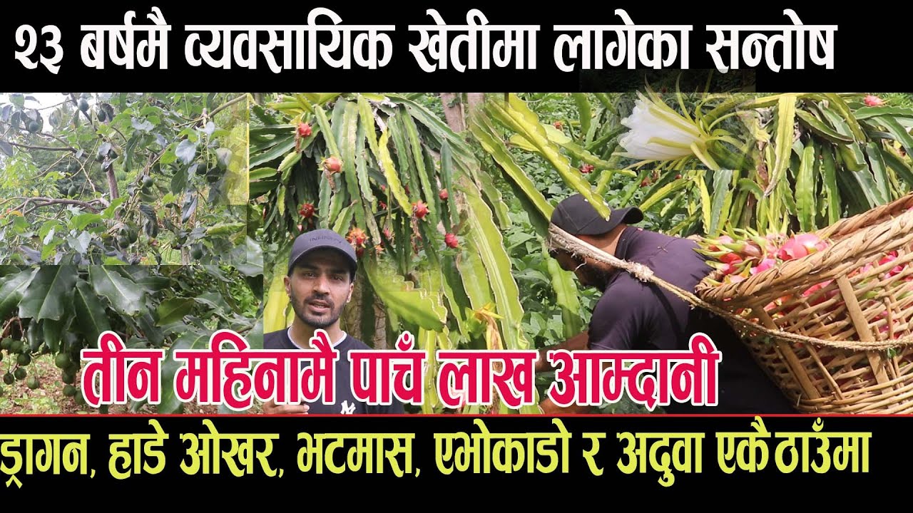 २३बर्षमै व्यवसायिक खेतीमा लागेका सन्तोष ;तीन महिनामै पाँच लाख आम्दानी;ड्रागन खेतीसँगै अन्य चार खेती