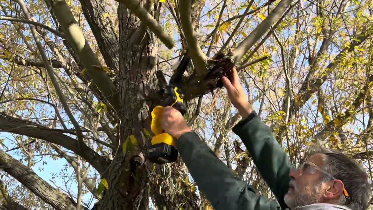 Mimbrero. Un árbol único en el mundo.
