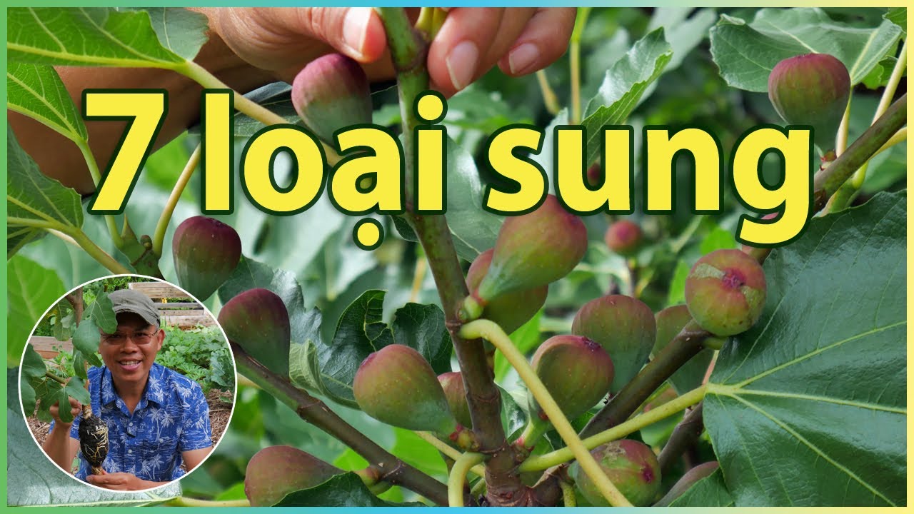 7 loại SUNG MỸ vườn Hạ Ngâu trồng.