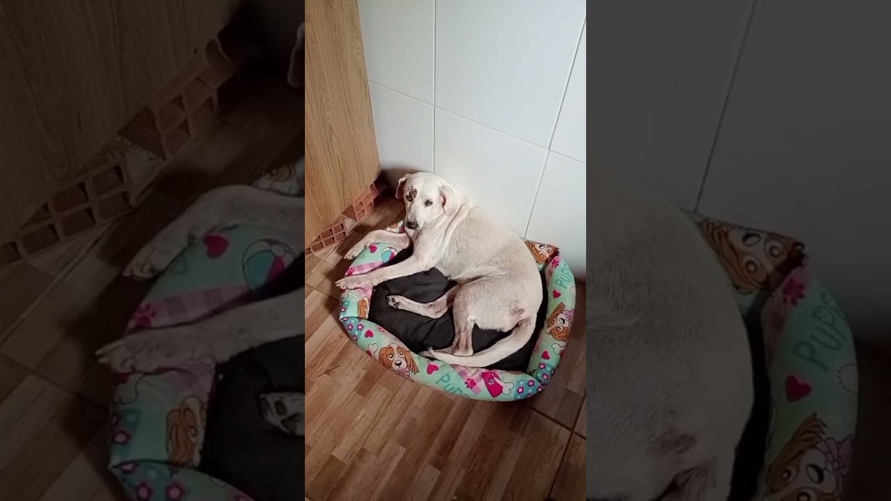 Rotina com blogueira pobre #donadecasa #donadecasablogueira #faxina #vlogcomigo 