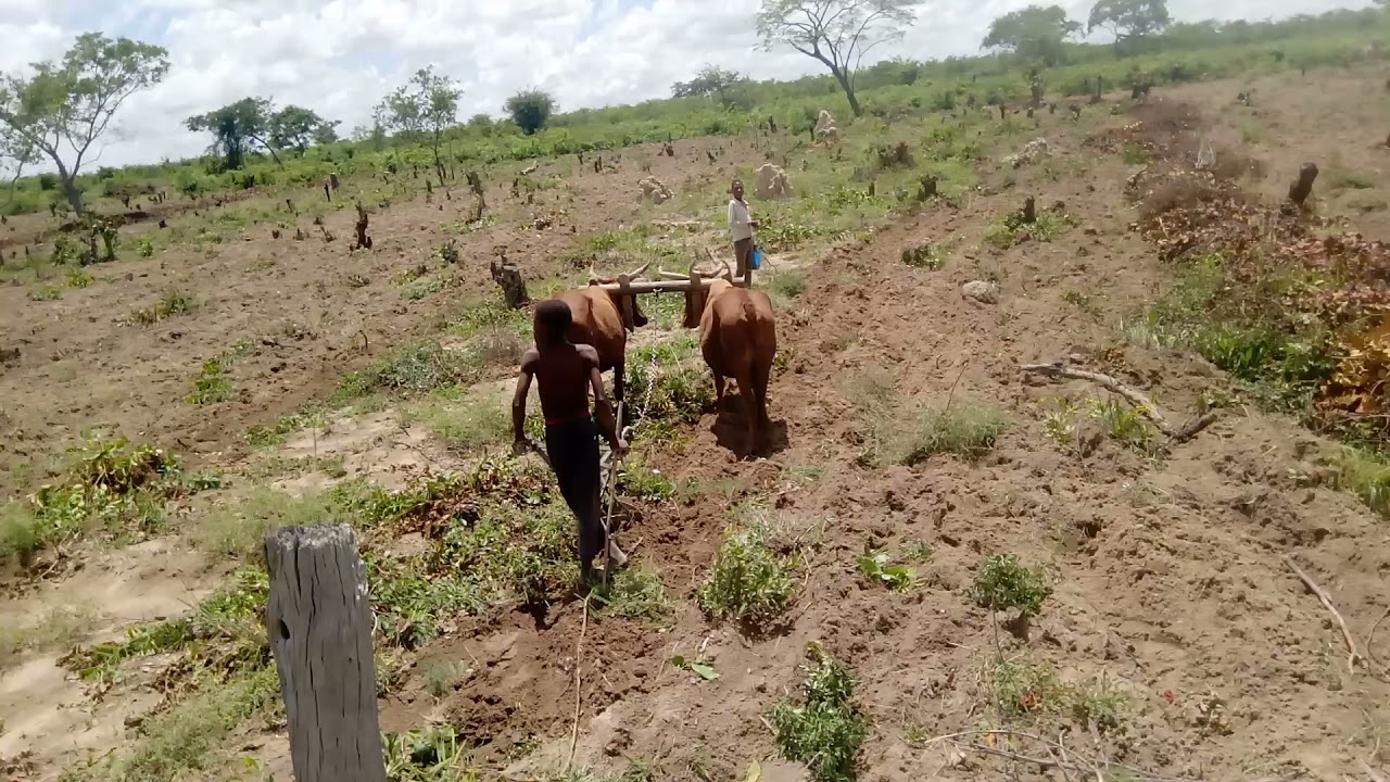 FAZENDA MICOSSE - MATALA HUÍLA - ANGOLA