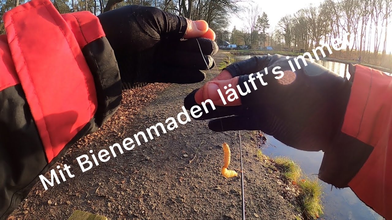 Lachsforollen Angel : Mit Bienenmaden läuft’s immer!