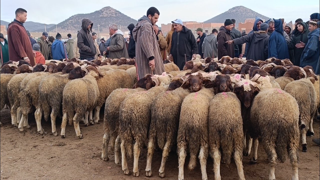 مباشرة من السبت أݣلموس 28/12/2024 أثمنة الخروف البرݣي وخروفة والنعجة والنبات حولي فرجة ممتعة