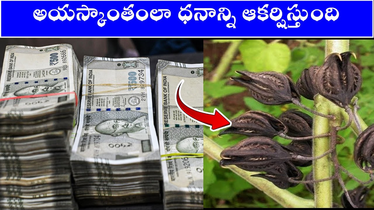 అయస్కాంతంలా ధనాన్ని ఆకర్షిస్తుంది చూసి చూడనట్టు వదిలేయకండి