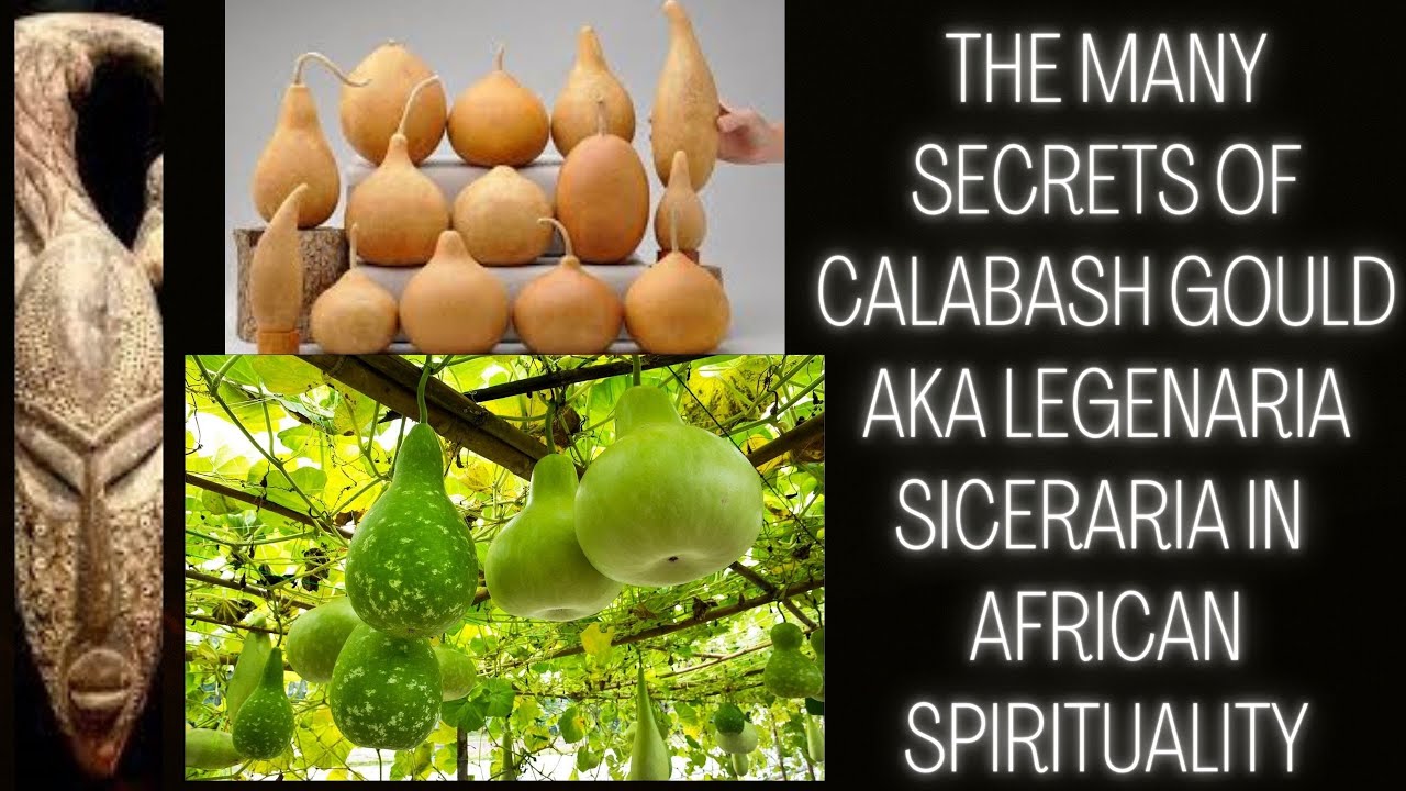 The Many Secrets Of Calabash Gourd aka 
