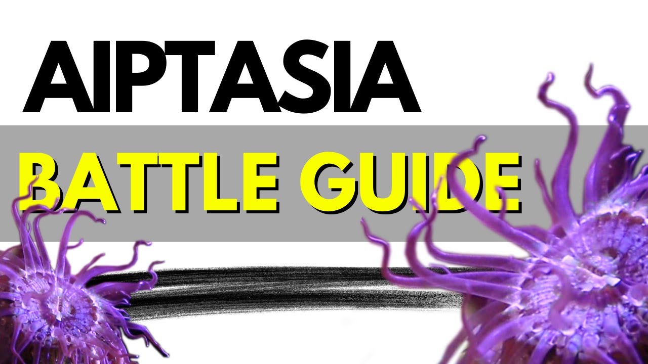 How I defeated Aiptasia In My Reef Aquarium! The Ultimate Battle Guide!