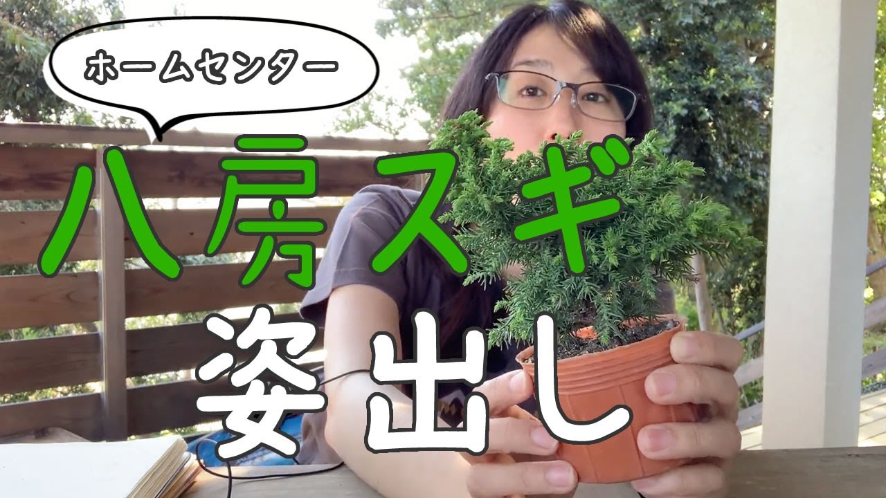 八房スギの姿出し【キミのミニ盆栽びより】Making sugi material into 