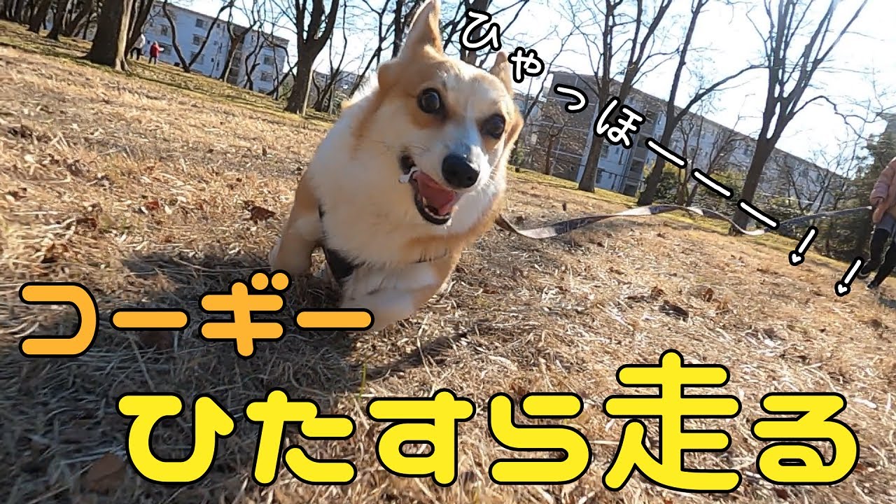 無心で走り回るコーギーを正面から撮る神業！スロー再生で見たら色々可愛すぎた