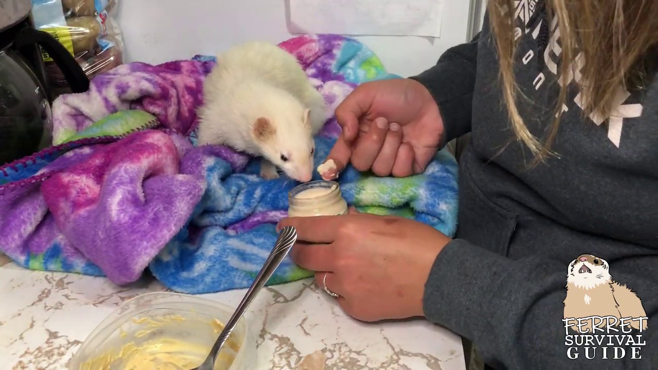Ferret Care Health: Insulinoma & Insulinoma Crashes