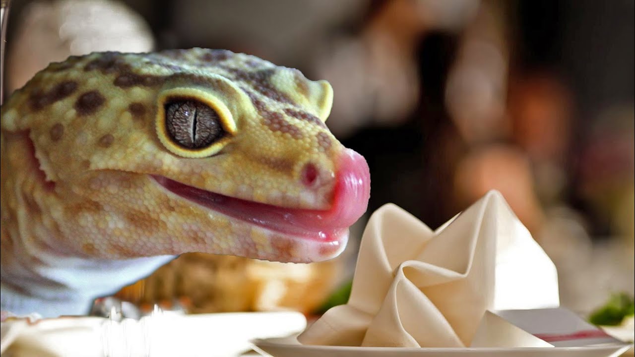 What Do Leopard Geckos Eat?  | FAQ FRIDAYS