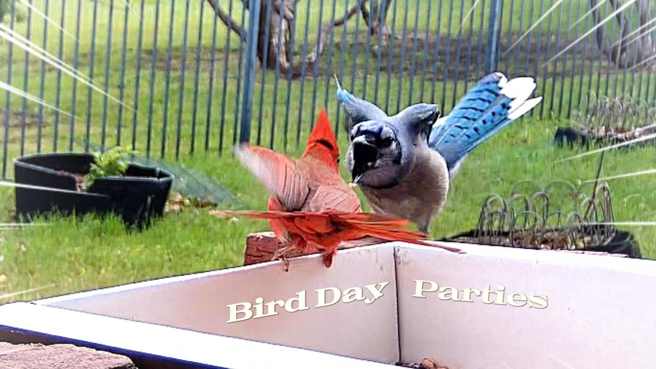 Surprising Fight: Small Cardinal Takes on Big Blue Jay