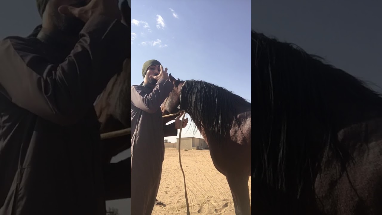 شرح تطبيقي لمراحل قود الحصان