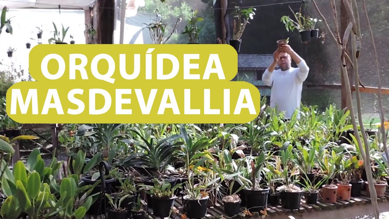 Orquídea Masdevallia