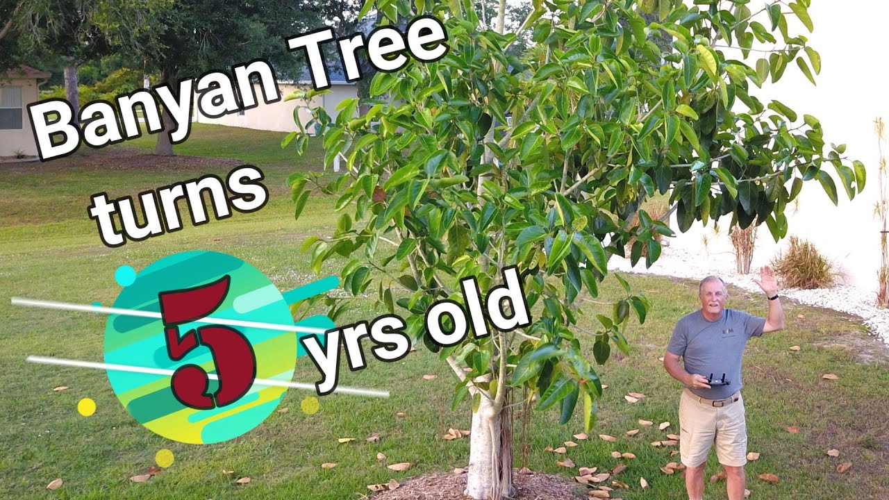 Banyan Tree turns 5 years old!