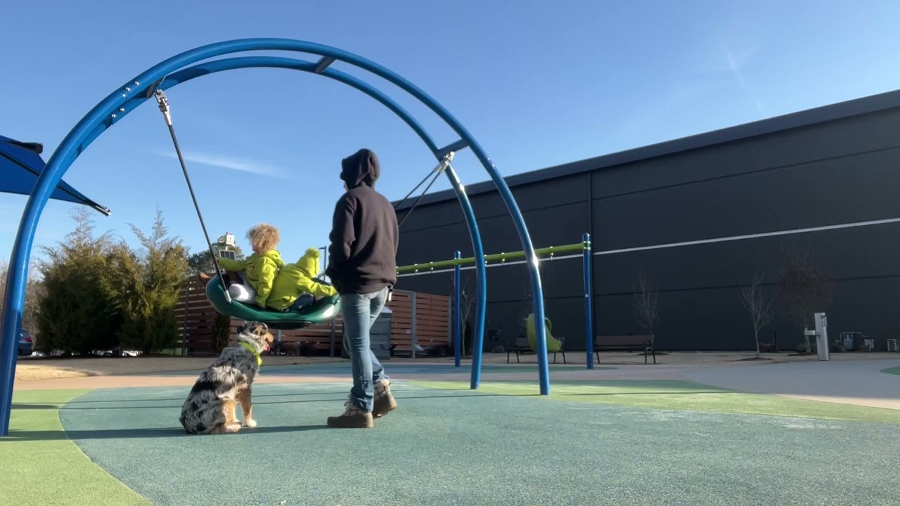 LeRoy 6 month old  Australian shepherd 2 week Board and Train |Off Leash K9