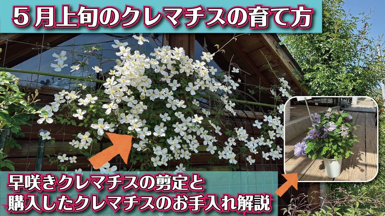 【５月のクレマチス】早く咲いたクレマチスの花後剪定とお手入れ解説