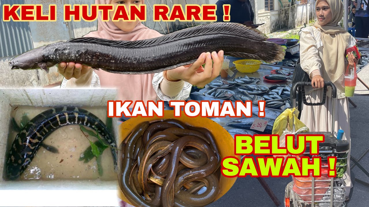 MERIAH BANYAK IKAN RARE KAT PASAR NI ‼️Belanja dengan mak !
