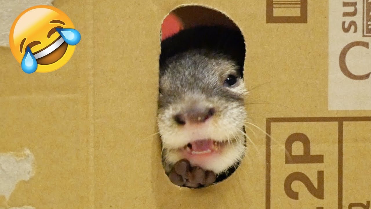 【カワウソ ビンゴ】必死すぎて可愛い！ダンボールから手と顔を出しおねだりする(Cute otter Bingo thrust his face)