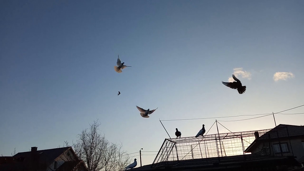 Kolejny atak jastrzębia