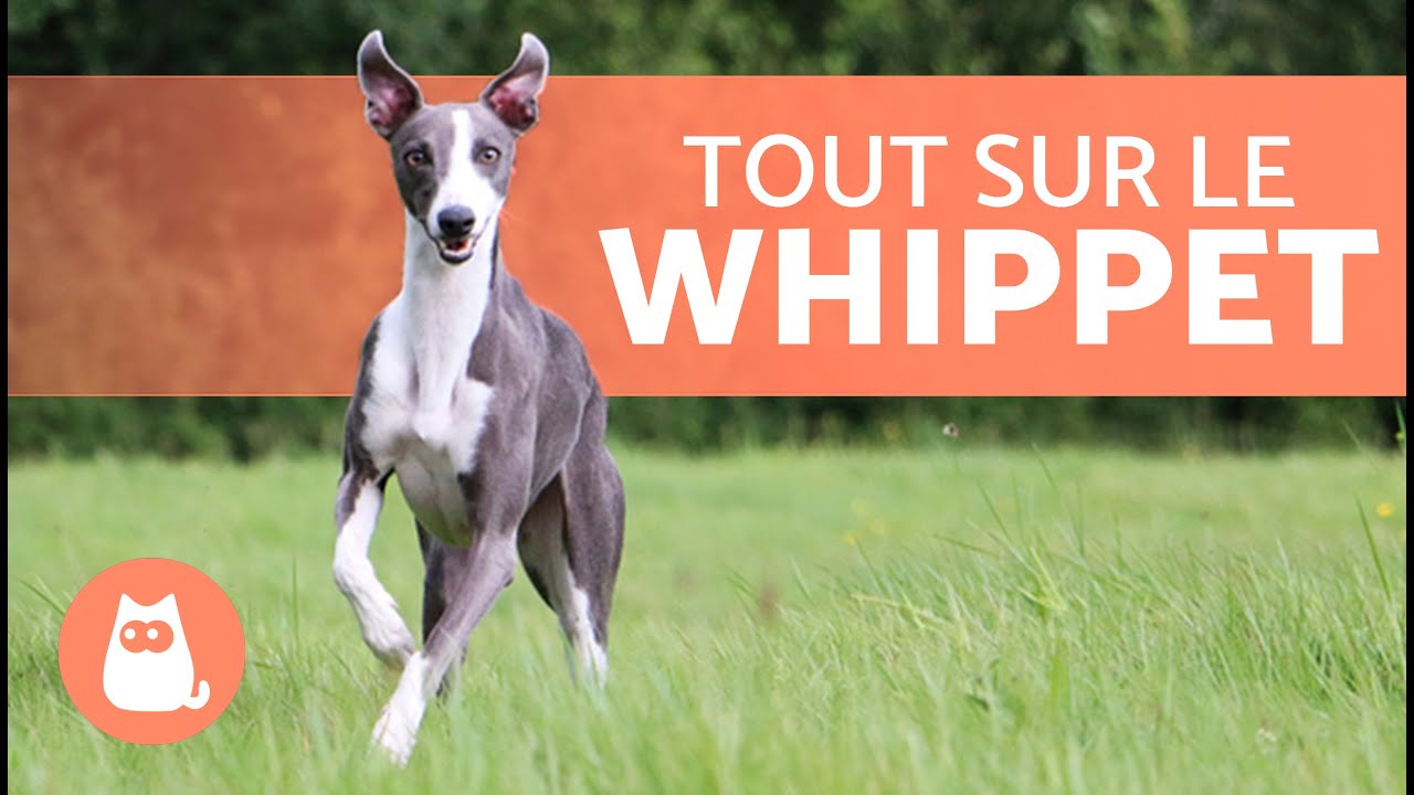 Le WHIPPET 🐶 | Caractéristiques, soins et santé 🐾