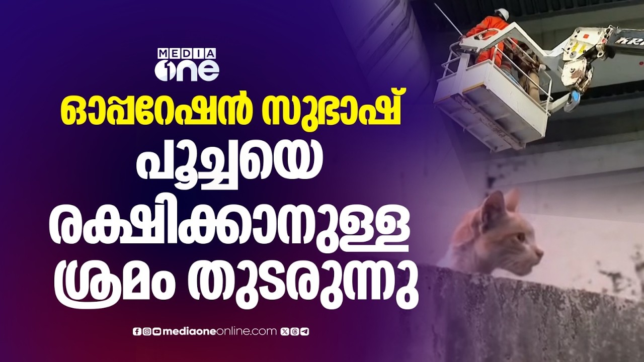 ഓപ്പറേഷൻ സുഭാഷ്; കലൂരിൽ മെട്രോ പില്ലറിന് മുകളിൽ കുടുങ്ങിയ പൂച്ചയെ രക്ഷിക്കാനുള്ള ശ്രമം തുടരുന്നു