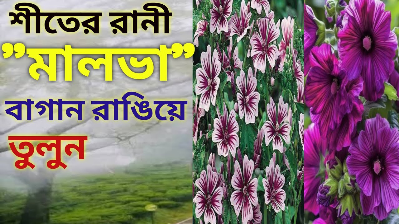 টবে শীতের মালভা, সহজ পরিচর্যা ও দারুণ ফুল!flowers/gardenlife/floweringplants