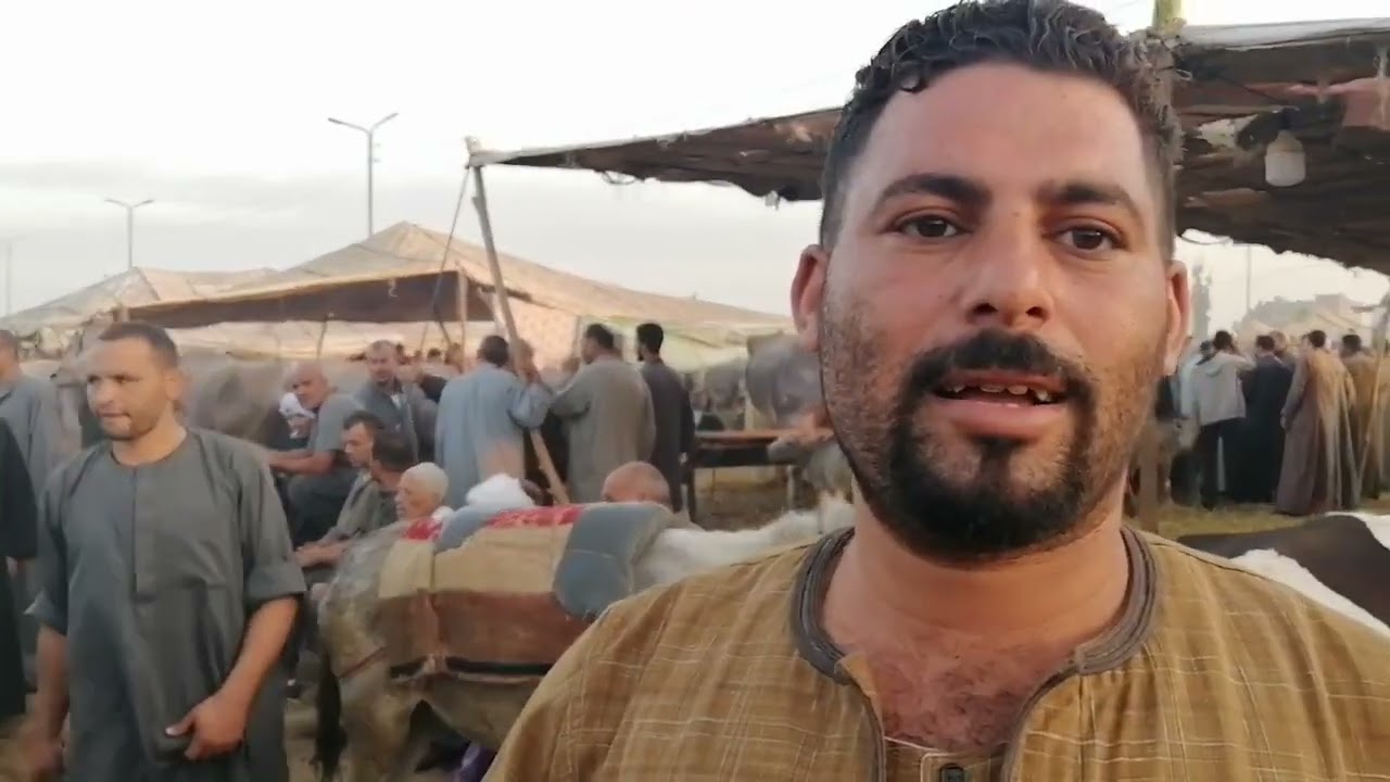 اسعار الجاموس الوالد من سوق الثلاثاء بالزقازيق بتاريخ ١٢ نوفمبر ٢٠٢٤
