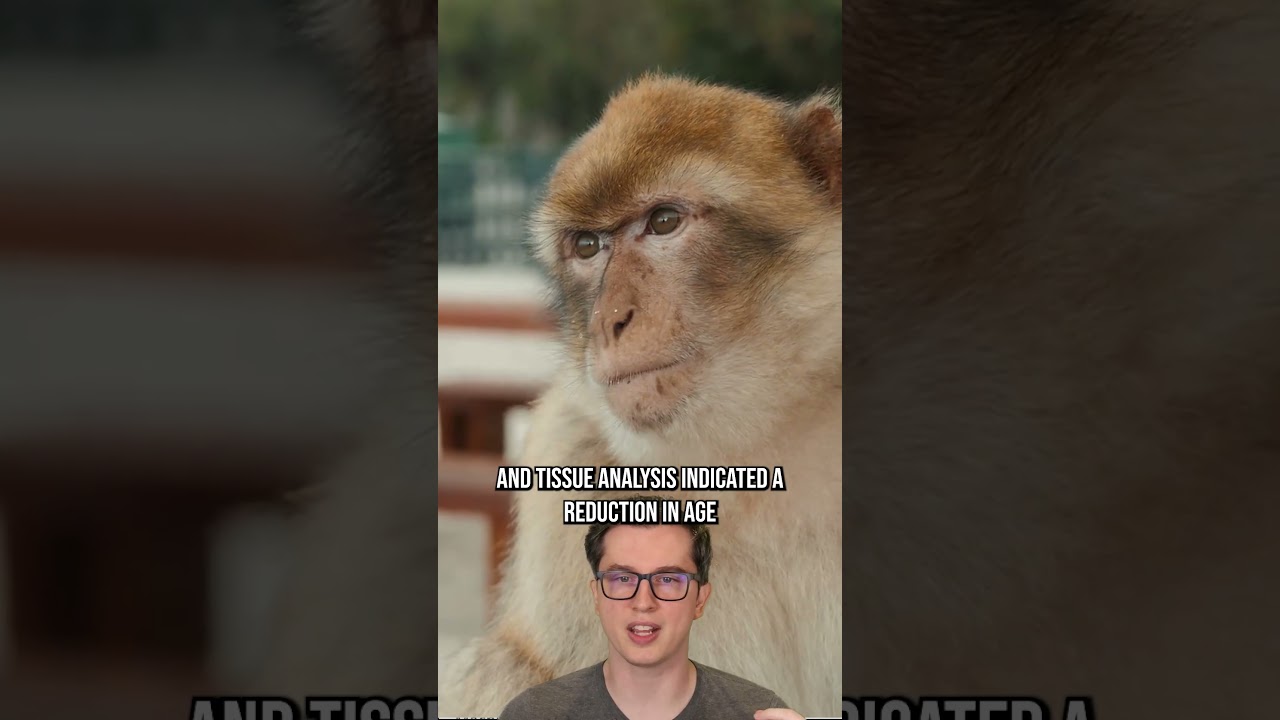 Reverse aging in monkeys due to stems cells #science #immortality #stemcells